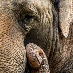 #630 · Elefant