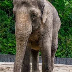#631 · Elefant