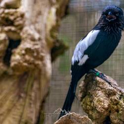 #995 · Elsterwürger