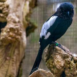 #996 · Elsterwürger