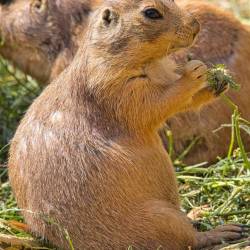 #673 · Erdmännchen