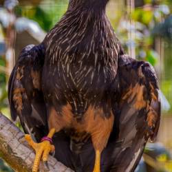 #450 · Falklandkarakara