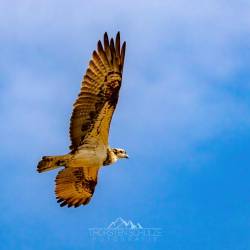 #129 · Fischadler am Himmel