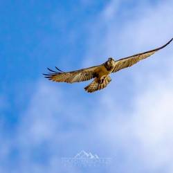 #128 · Fischadler am Himmel