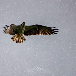 #1539 · Fischadler im Regen