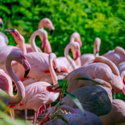 #493 · Flamingos