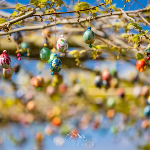 #2290 · Frühlingsmomente auf dem Campingplatz Tiemanns Hof in Lembruch