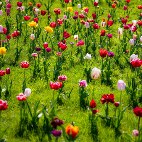 #2292 · Frühlingsmomente auf dem Campingplatz Tiemanns Hof in Lembruch