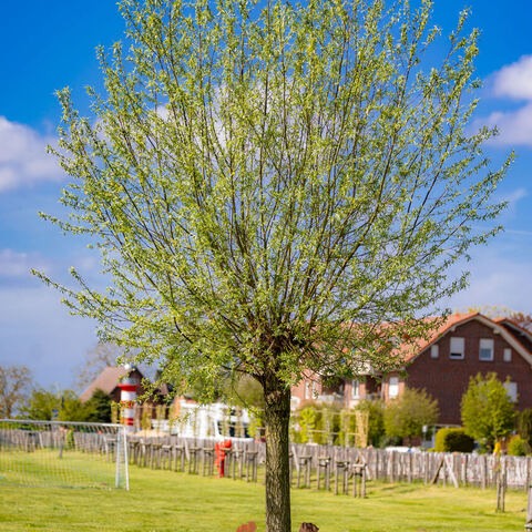 #2293 · Frühlingsmomente auf dem Campingplatz Tiemanns Hof in Lembruch