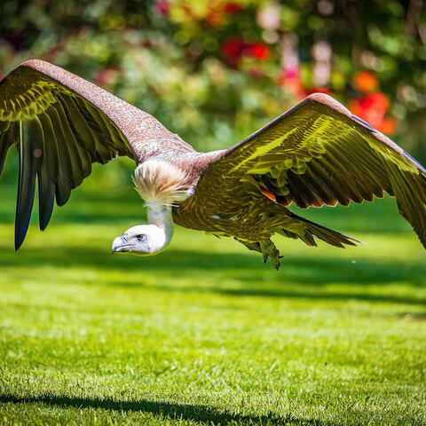#1793 · Gänsegeier im Flug
