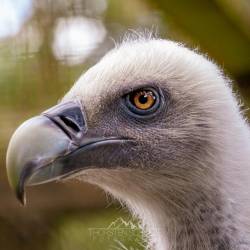 #1031 · Gänsegeier