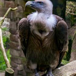 #1030 · Gänsegeier