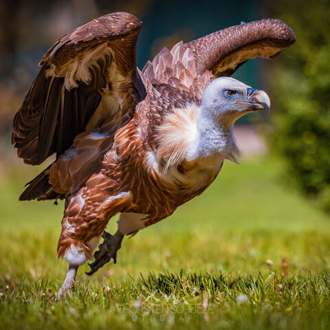 #1792 · Gänsegeier