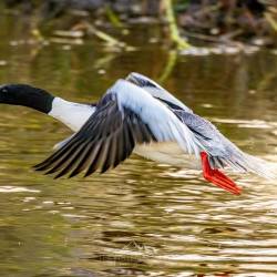 #209 · Gänsesäger auf der Hunte