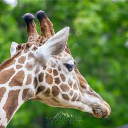 #590 · Giraffe