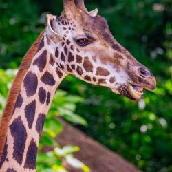 #466 · Giraffe