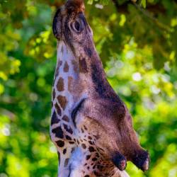 #467 · Giraffe