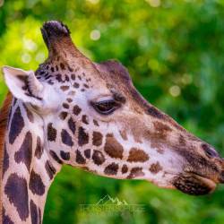 #468 · Giraffe