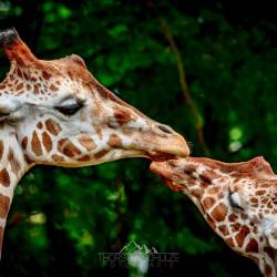 #647 · Giraffe