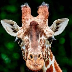 #646 · Giraffe