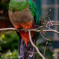 #987 · Goldkopftrogon