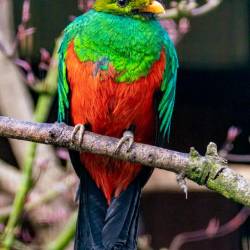 #982 · Goldkopftrogon