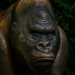#579 · Gorilla Skulpture