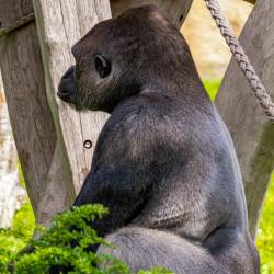 #607 · Gorilla