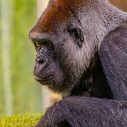 #578 · Gorilla