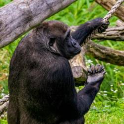 #603 · Gorilla