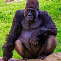 #452 · Gorilla