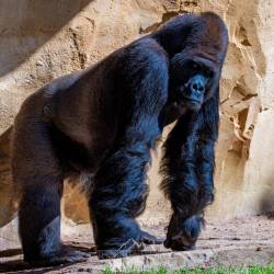 #464 · Gorilla