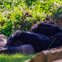 #463 · Gorilla