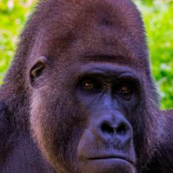 #453 · Gorilla