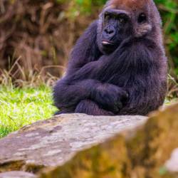 #454 · Gorilla