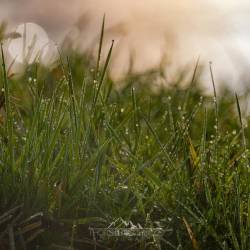 #213 · Gras im Morgentau