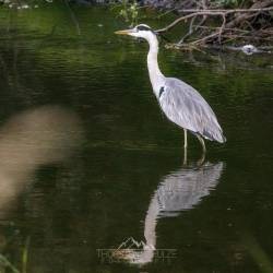 #1216 · Grau oder Fischreiher