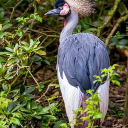 #1005 · Grauhals-Kronenkranich