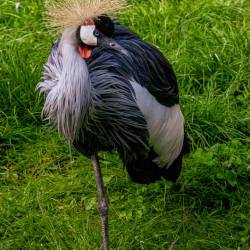 #953 · Grauhals-Kronenkranich