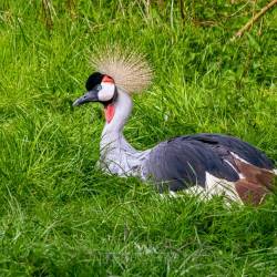 #952 · Grauhals-Kronenkranich