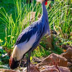 #496 · Grauhals Kronenkranich