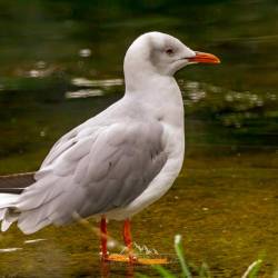 #543 · Graukopfmöve