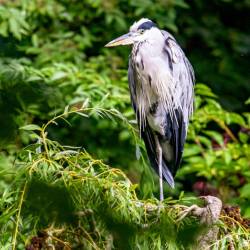 #620 · Graureiher