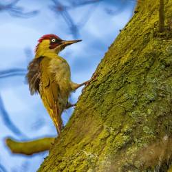 #140 · Grünspecht am Baum