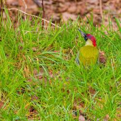 #141 · Grünspecht auf dem Boden