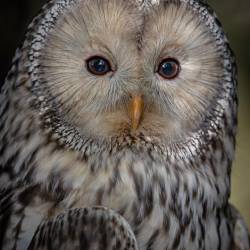 #704 · Habichtskautz