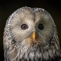 #702 · Habichtskautz