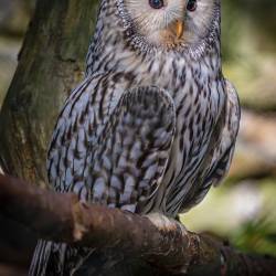 #703 · Habichtskautz