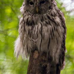 #540 · Habichtskauz