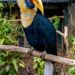 #981 · Helmhornvogel